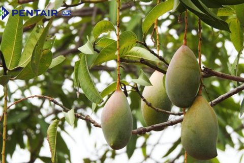 Bạn nên chú ý một số điểm khi ăn xoài để tránh hại cơ thể