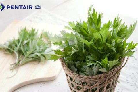 ho-ngai-cuu-chua-dau-dau