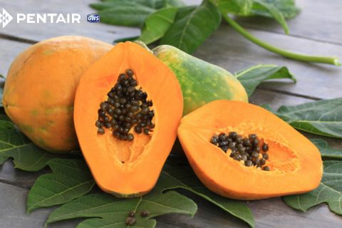 11 bí mật ít ai biết về tác dụng của đu đủ xanh