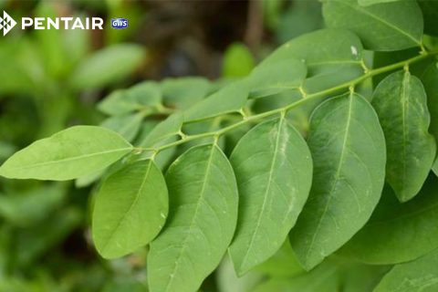 tac-dung-cua-nuoc-rau-ngot-song