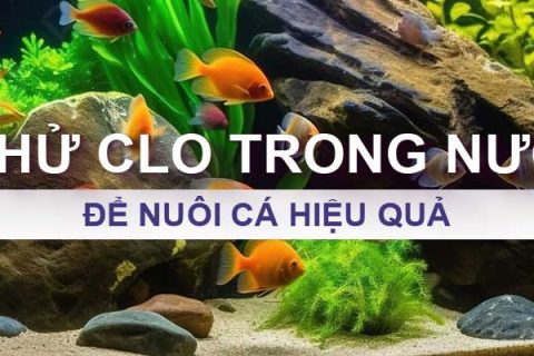 Cách khử Clo trong nước máy để nuôi cá hiệu quả