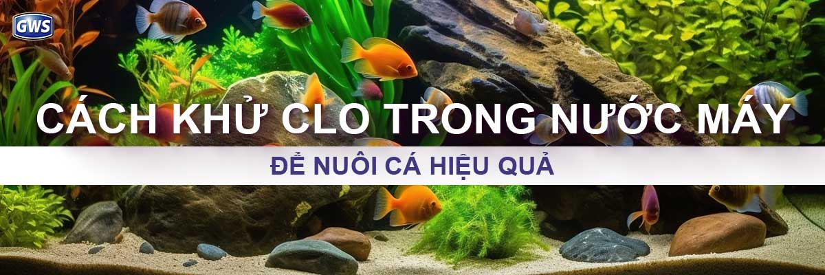 Cách khử Clo trong nước máy để nuôi cá hiệu quả