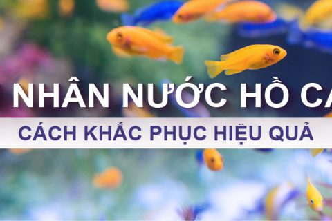 Nguyên nhân nước hồ cá bị đục và cách khắc phục hiệu quả