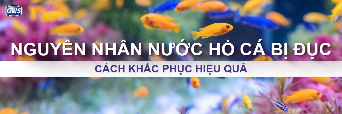 Nguyên nhân nước hồ cá bị đục và cách khắc phục hiệu quả