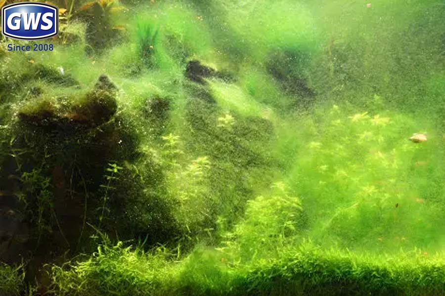 Môi trường nước là môi trường rất dễ để các loại rêu, nấm độc, tảo biển phát triển mạnh mẽ